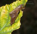 Chaetopteryx sp.